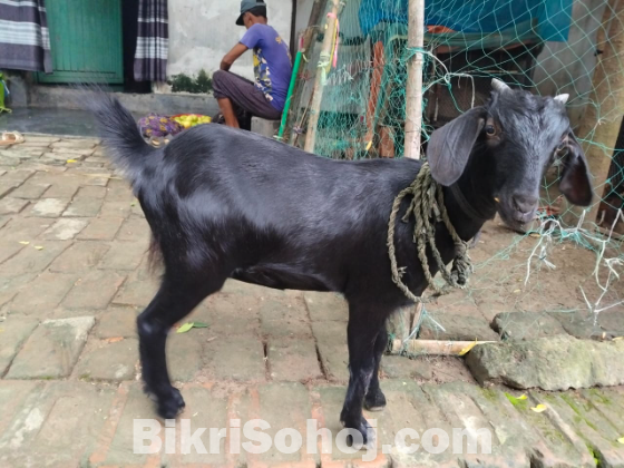 দেশি পাঠি ছাগল